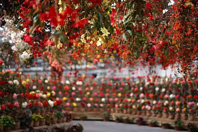 なばなの里ベゴニアガーデン（3）