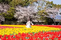 なばなの里「チューリップまつり」国内最大級