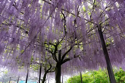 かざはやの里の藤（8）