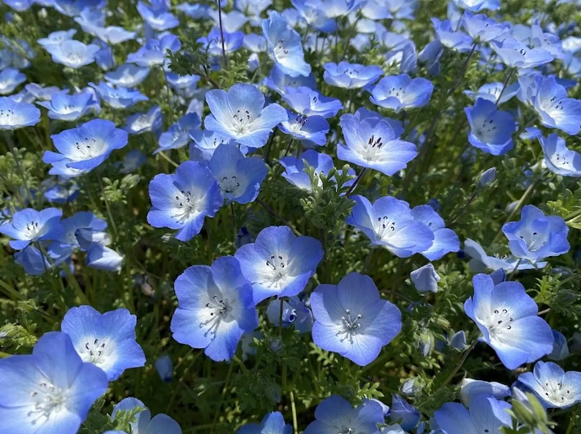 島市観光農園のネモフィラ