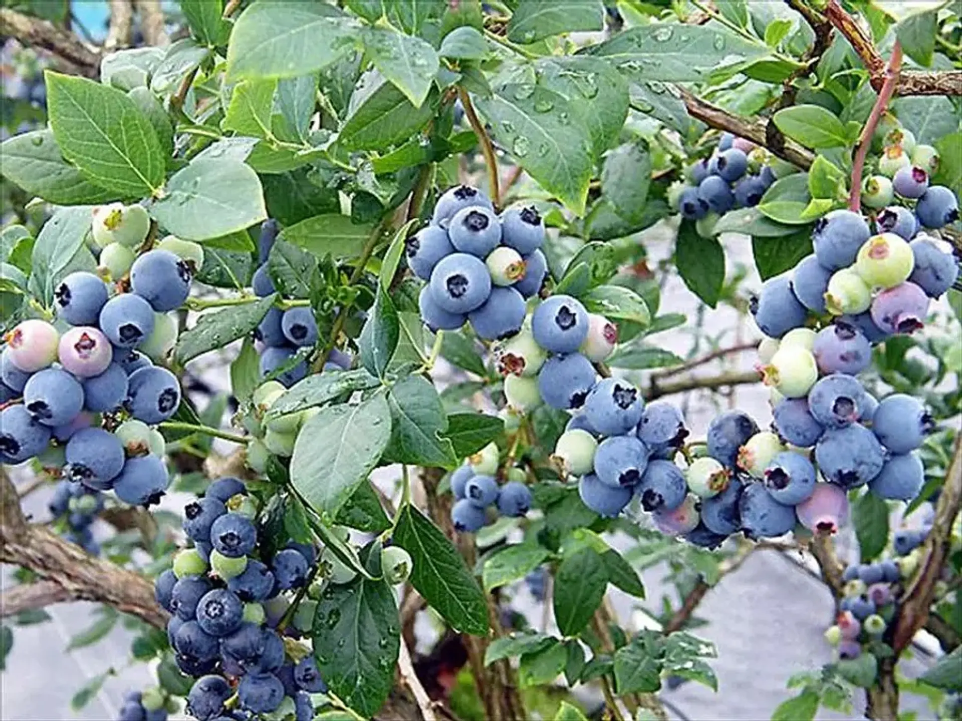 Sakura Berry’s Gardenのブルーベリー狩り