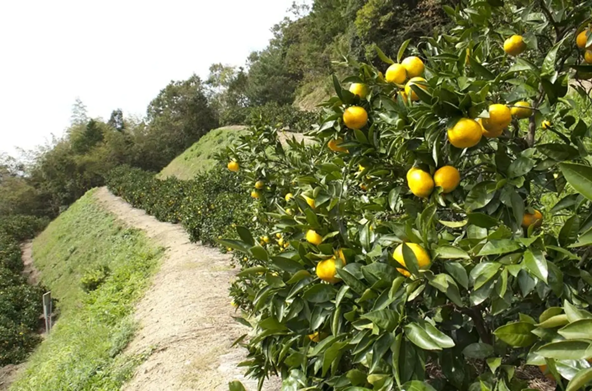 五桂池ふるさと村 みかん狩り