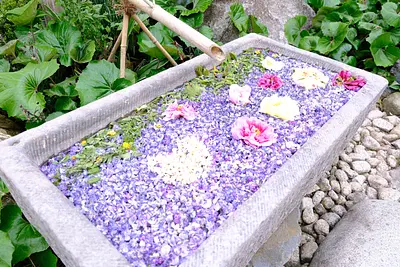 かざはやの里の藤（9）