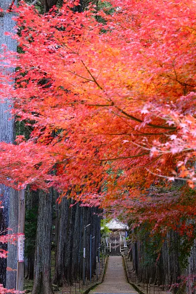 尾高観音の紅葉（3）