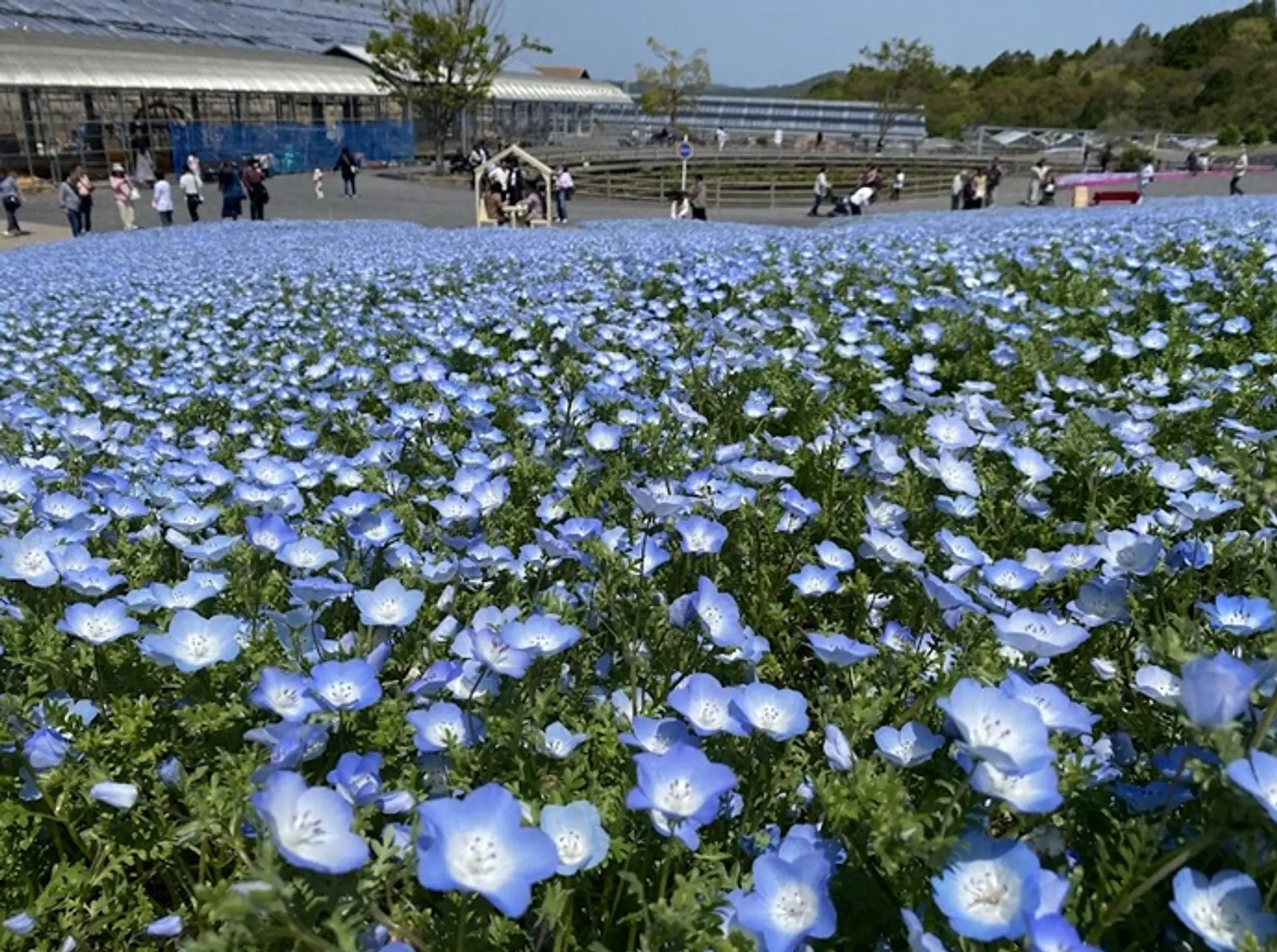 志摩市観光農園のネモフィラ