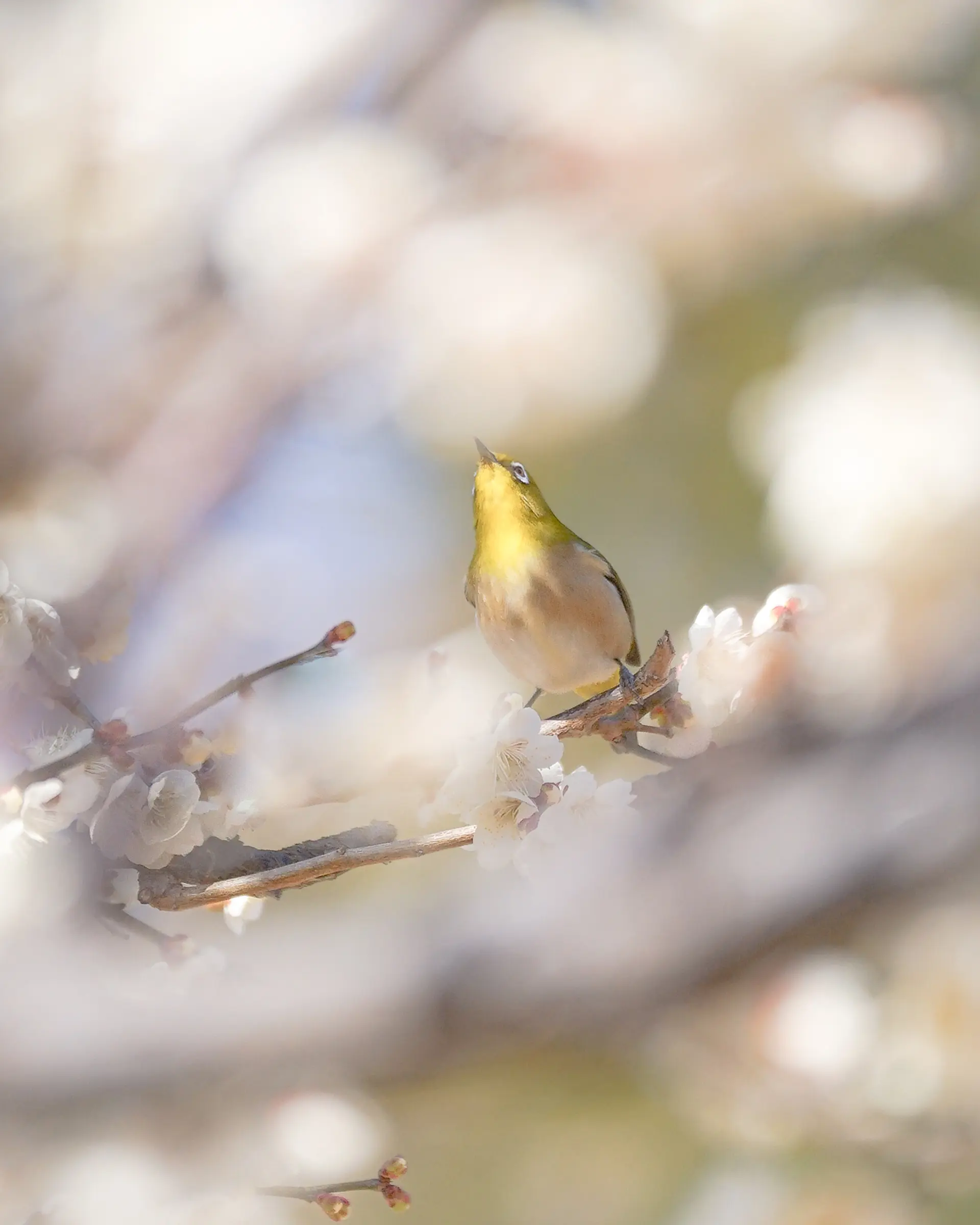 梅の花とメジロ