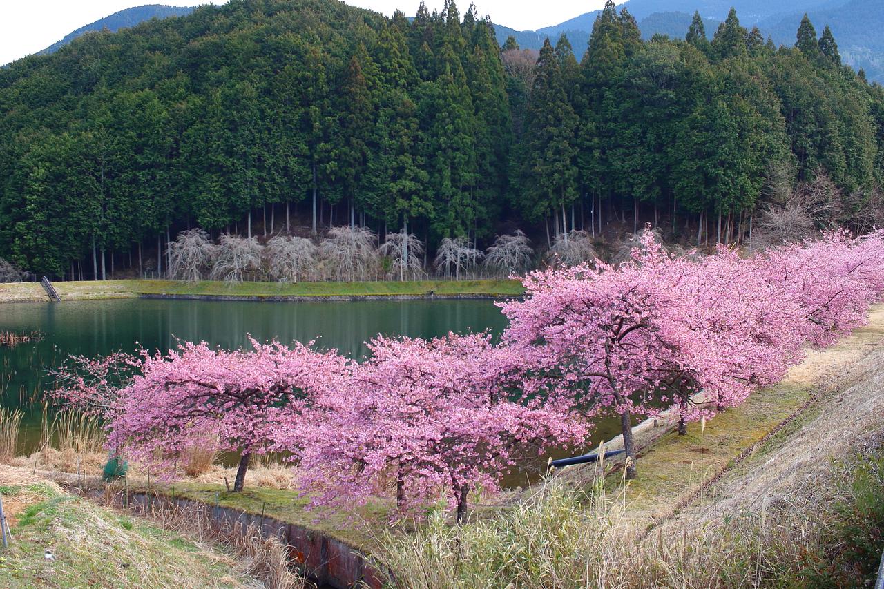 2025年の桜は河津桜から～津市美杉町の大妻池の河津桜～】 | 観光三重