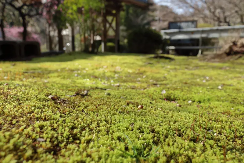 moss in the temple grounds