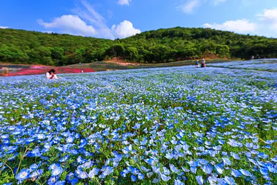 志摩市観光農園のネモフィラ（三重フォトギャラリー）