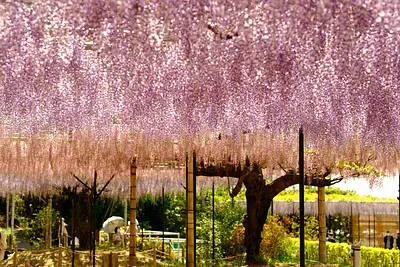 レッドヒルヒーサーの森の藤（5）