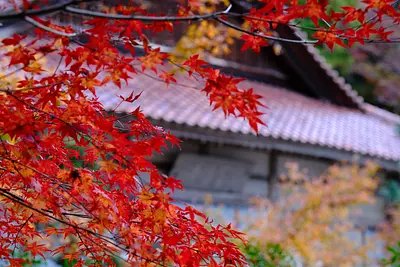 鳴谷山聖宝寺の紅葉（10）