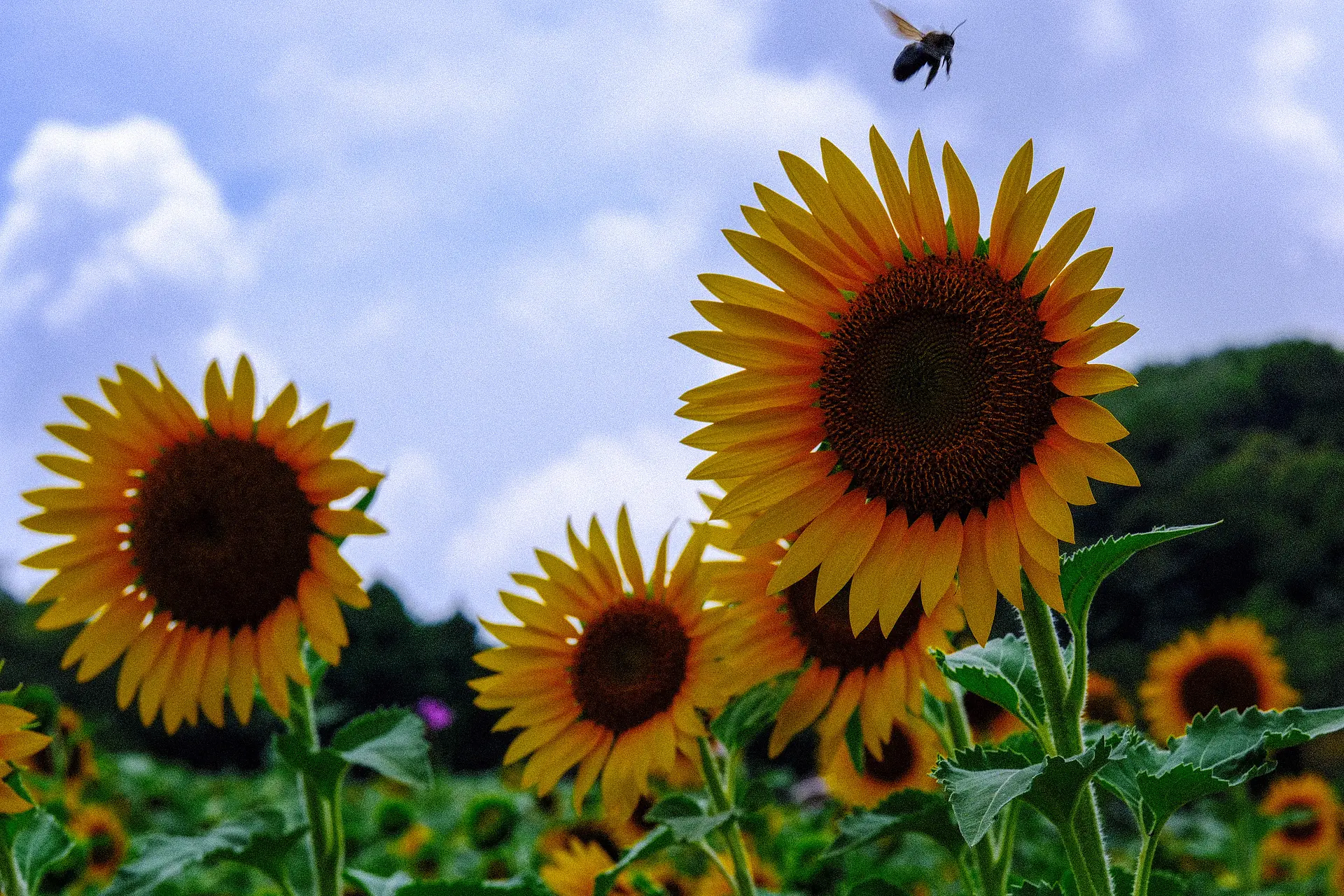 志摩市観光農園ひまわり