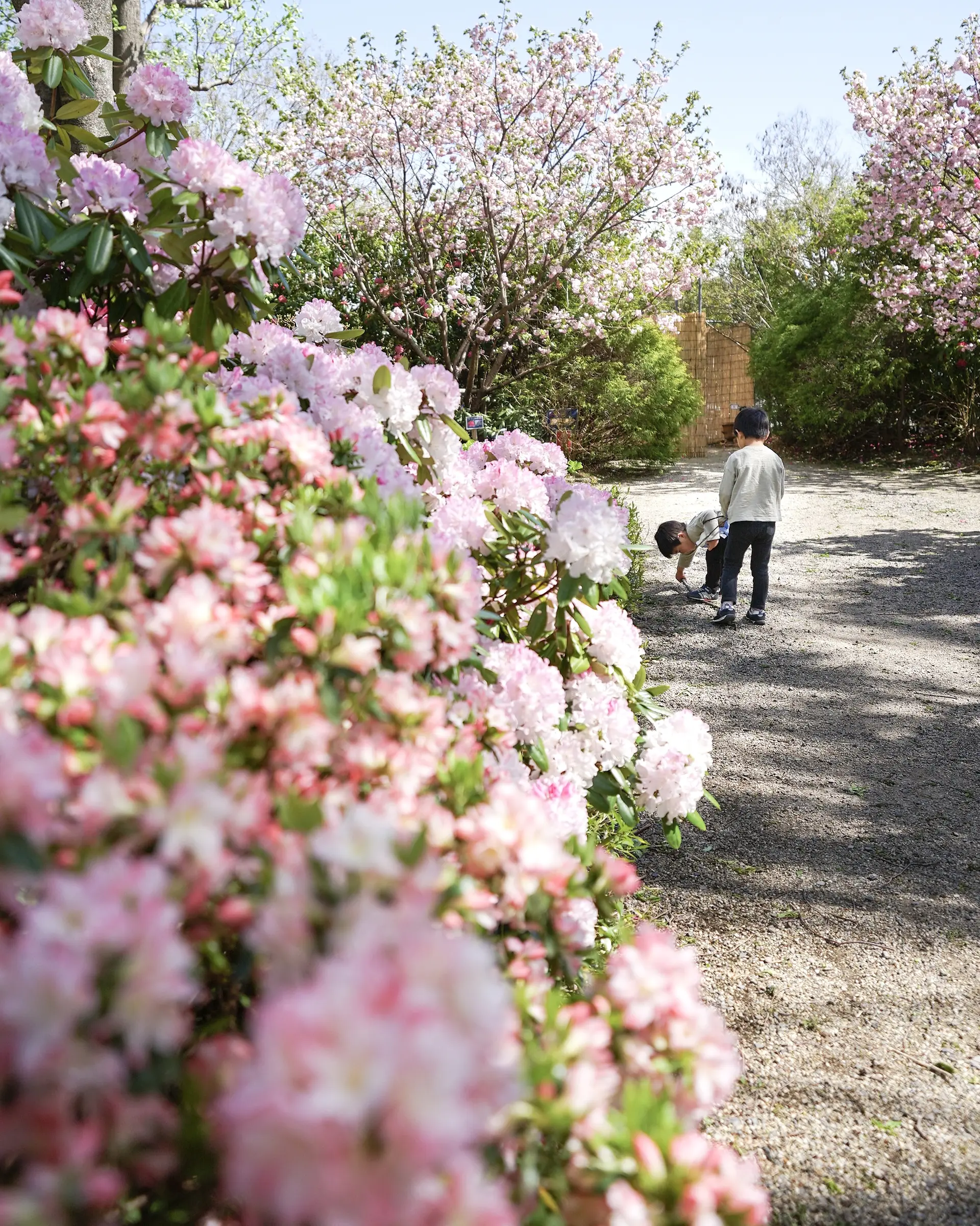 シャクナゲと八重桜