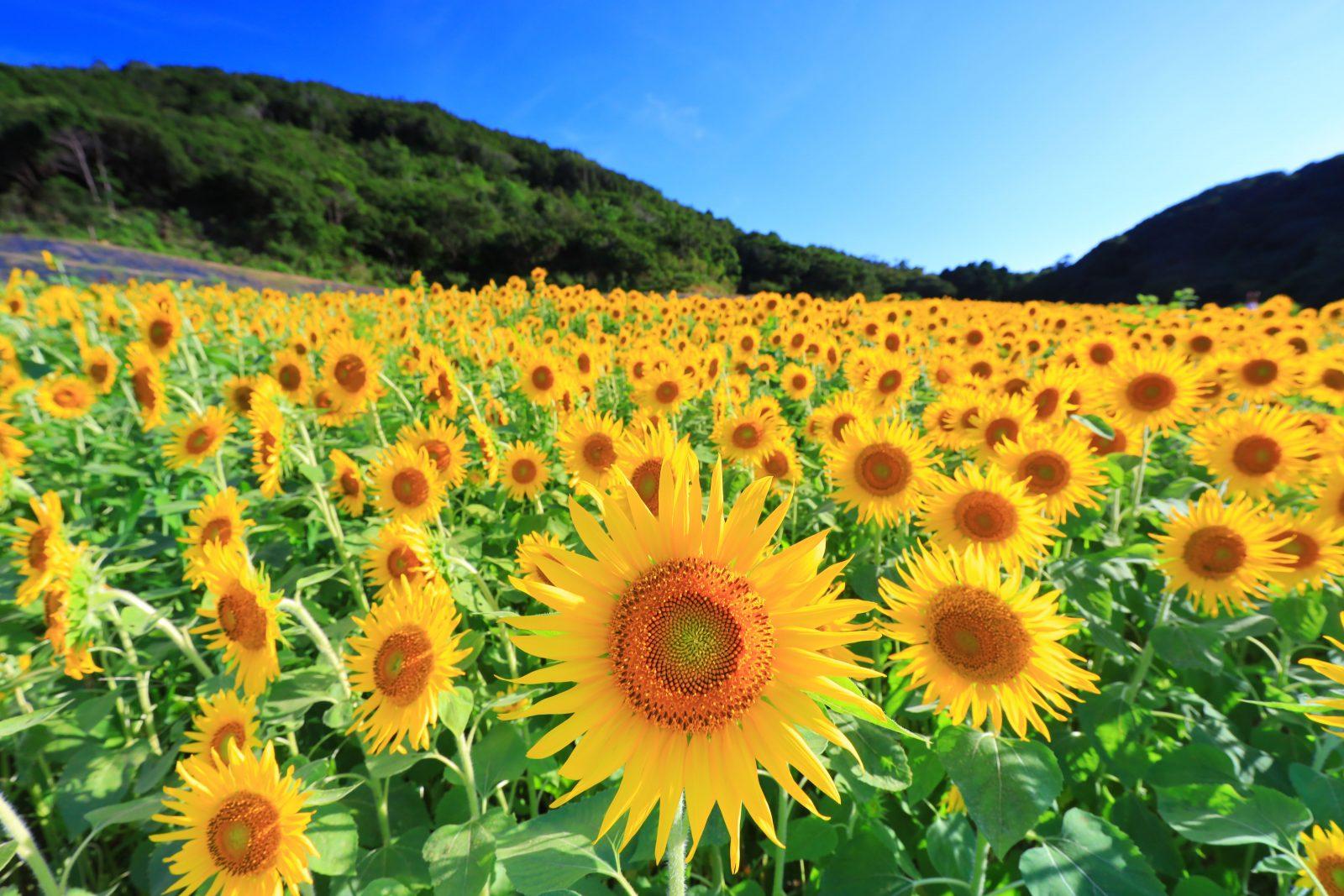 三重県のひまわり名所特集！7月から8月にかけて楽しめるひまわりの名所