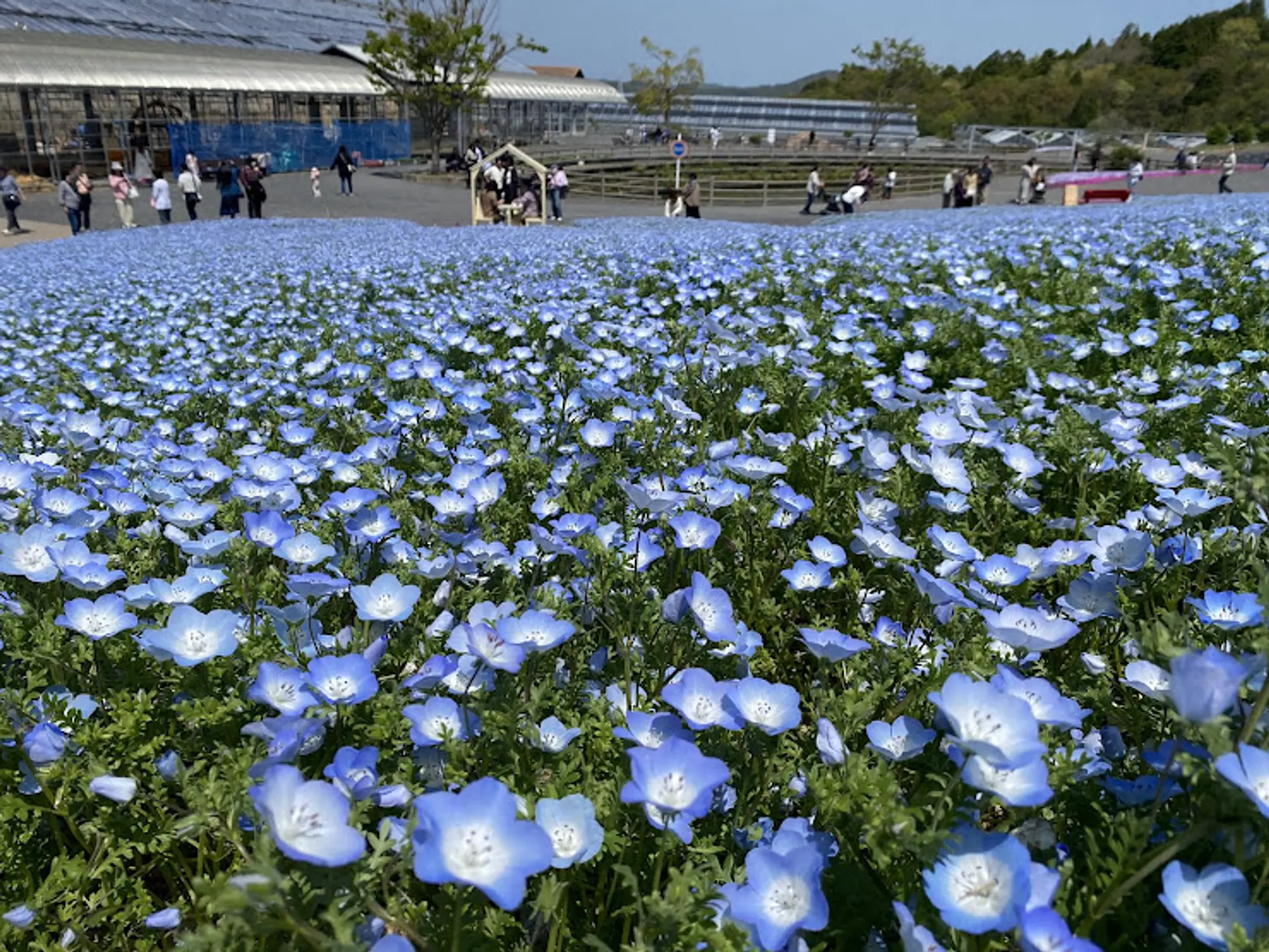 志摩市観光農園のネモフィラ畑（榊原撮影）