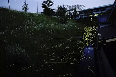 Special feature on firefly viewing spots in Mie Prefecture