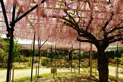 レッドヒルヒーサーの森の藤（2）