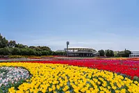 なばなの里「チューリップまつり」国内最大級