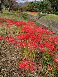 Lys araignée rouge à Junta, ville de Komono