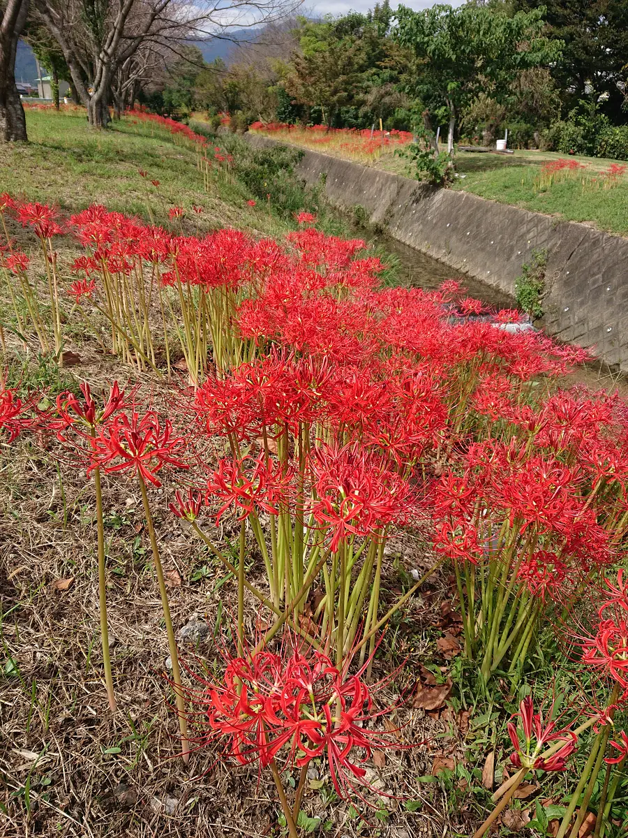 ดอกลิลลี่แมงมุมสีแดงใน รูดา（uruda）เมืองโคโมโน（KomonoTown）