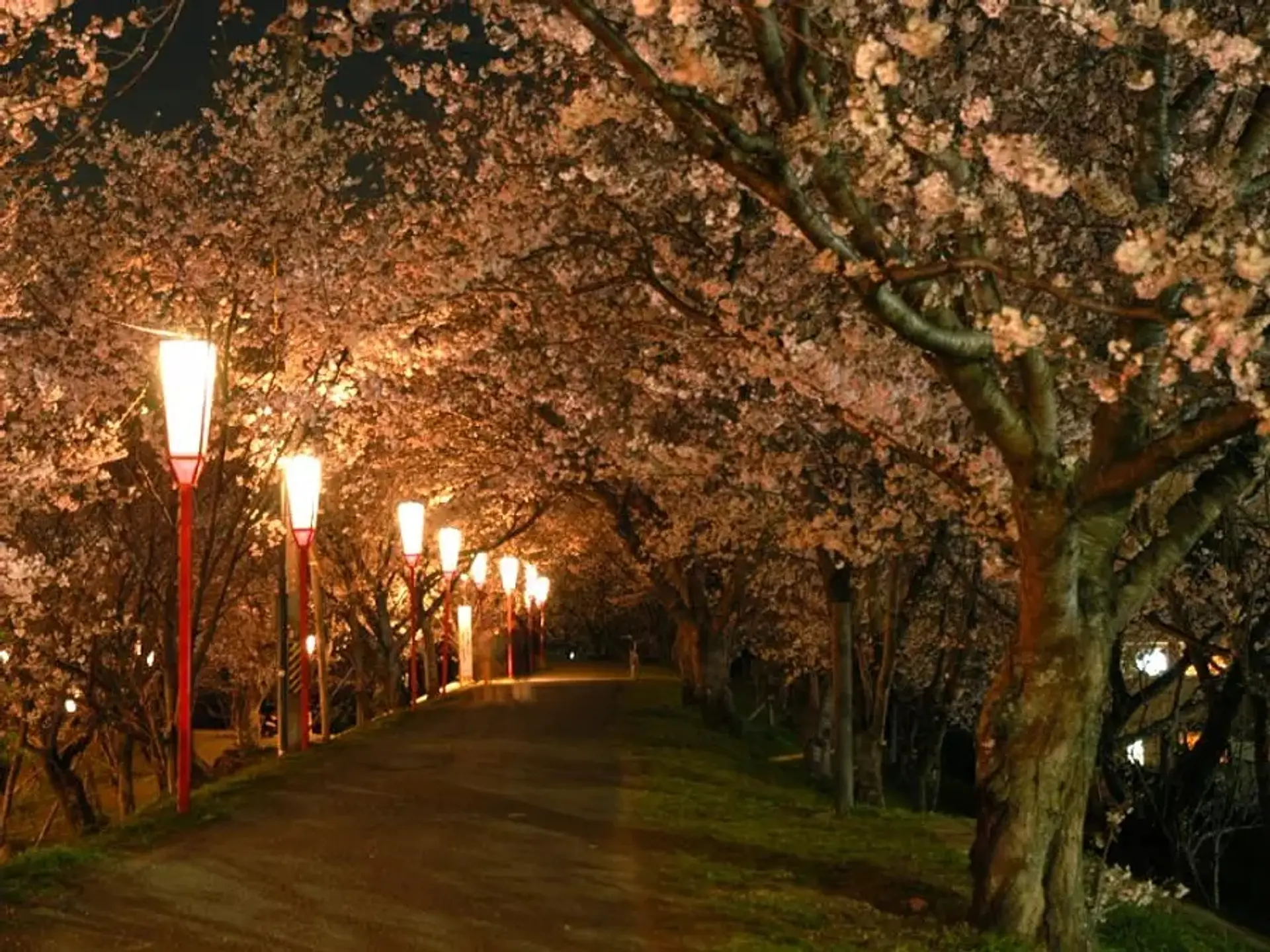 宮川堤の桜