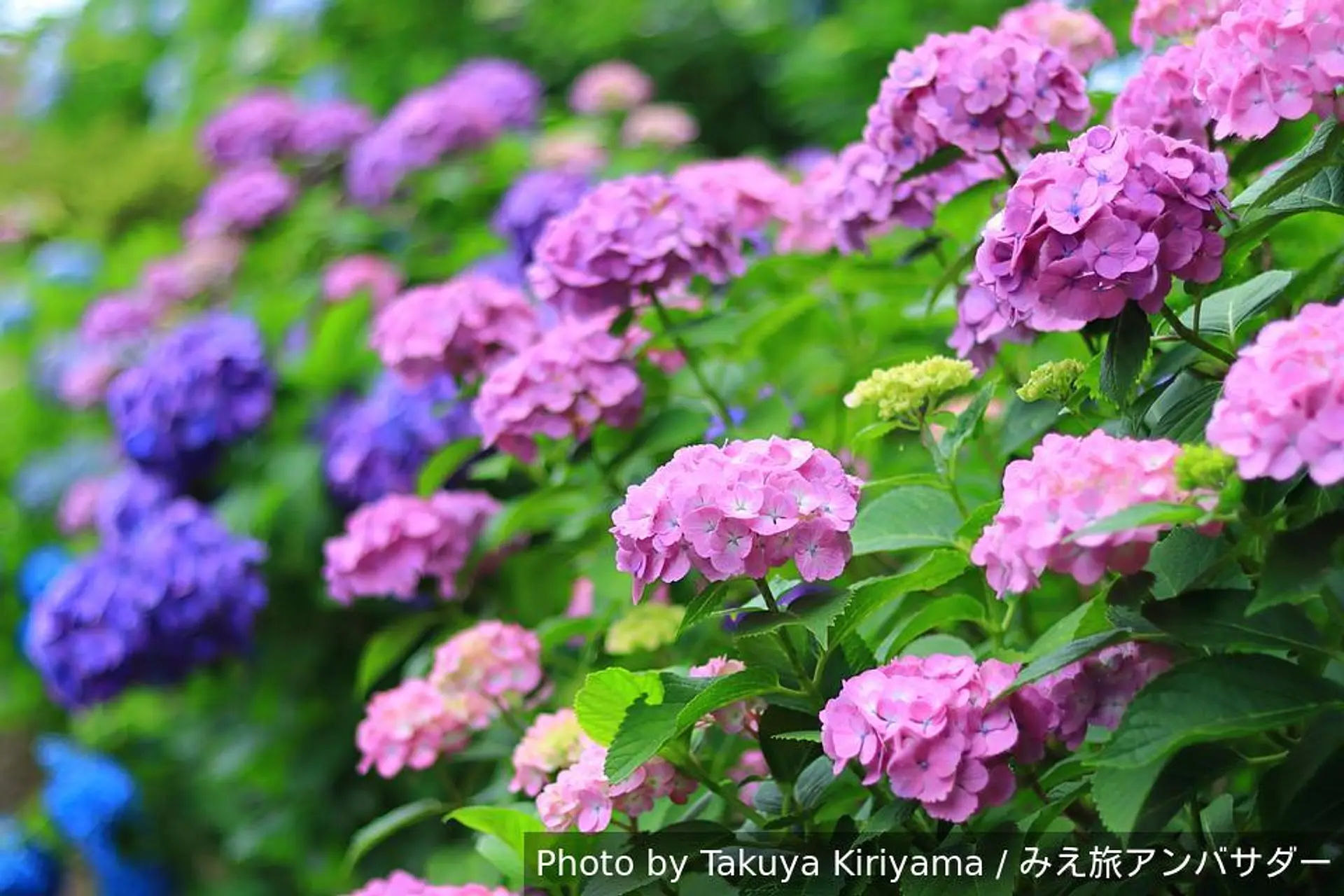 jie 紫陽花 かぎけん紫陽花特集 – 株式会社科学技術研究所 置物