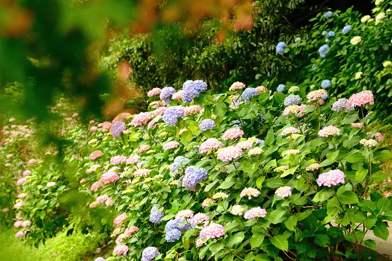 Jardín de hortensias del parque Kameyama