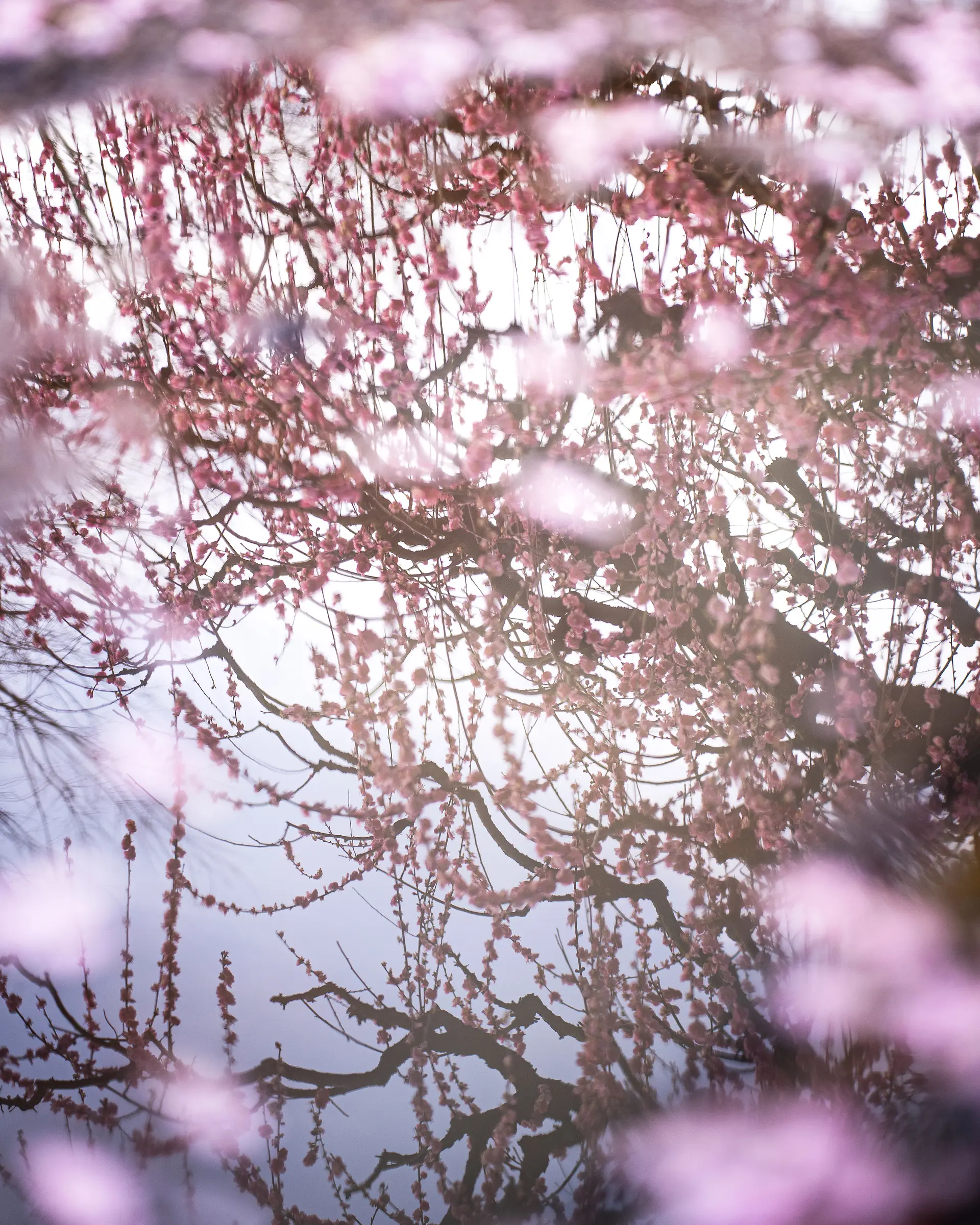 水溜まりに映るリフレクション