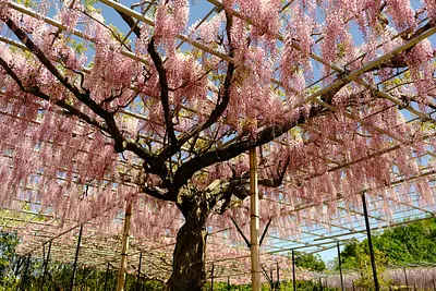 レッドヒルヒーサーの森の藤（3）