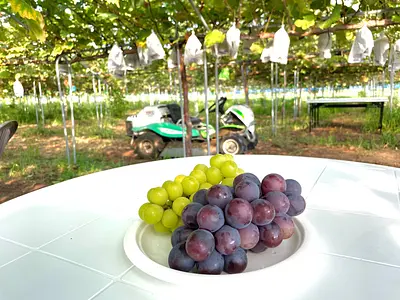 カームツリーファーム