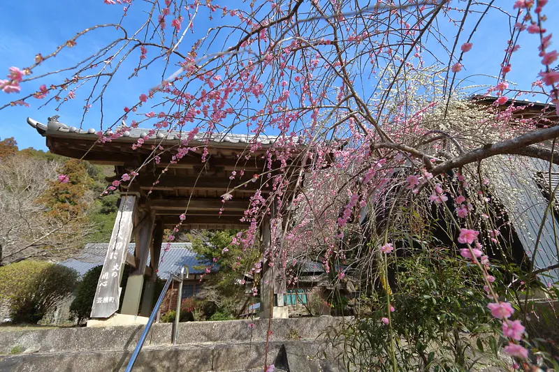 Weeping plum in front of the gate