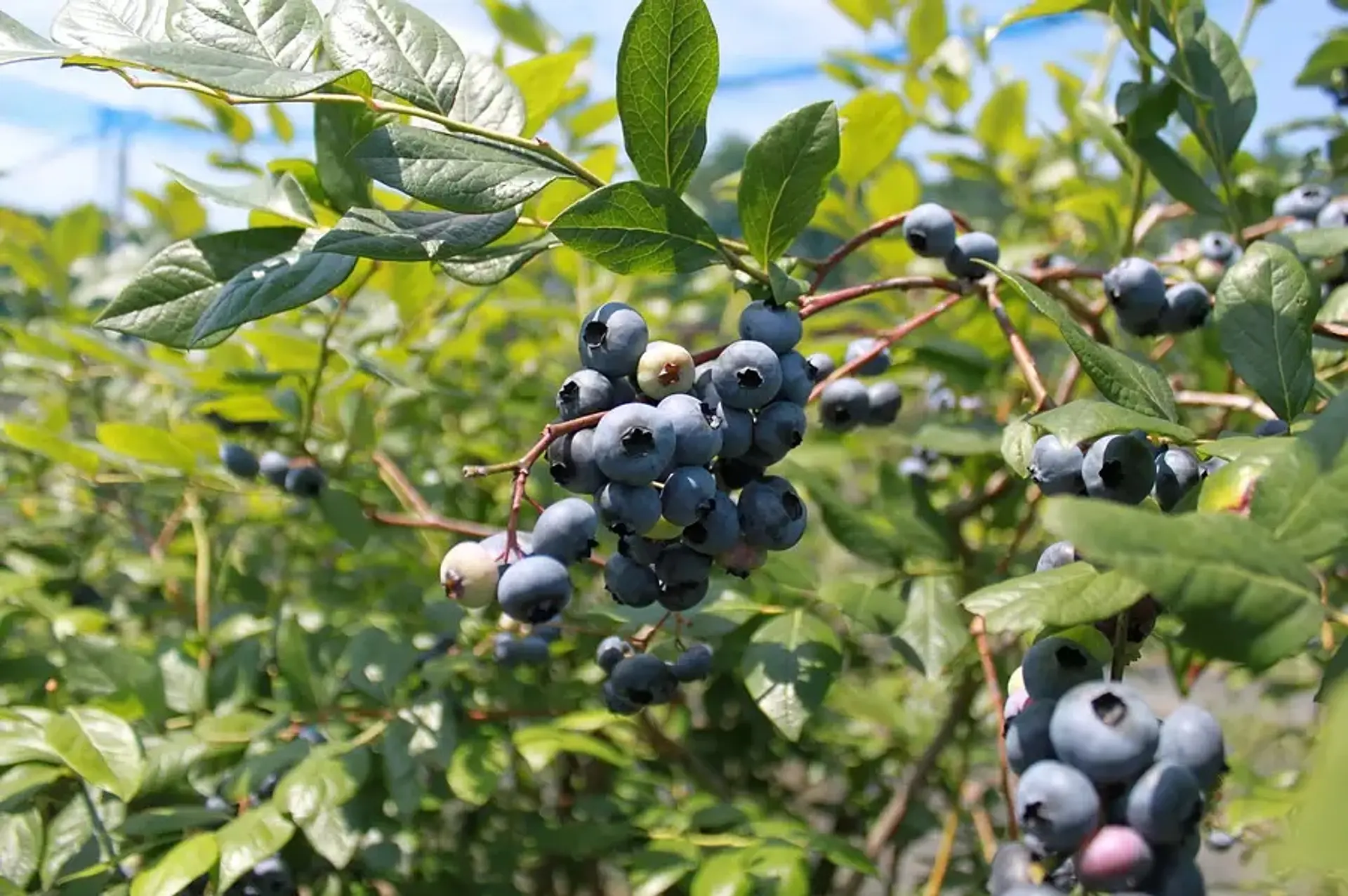 三重県のブルーベリー狩りスポット