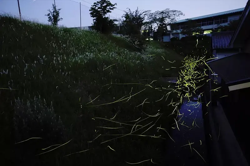 Fireflies in KihoTown [Hiraoi, Ida, and konochi districts] (KihoTown)