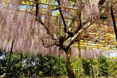 レッドヒルヒーサーの森の藤（4）