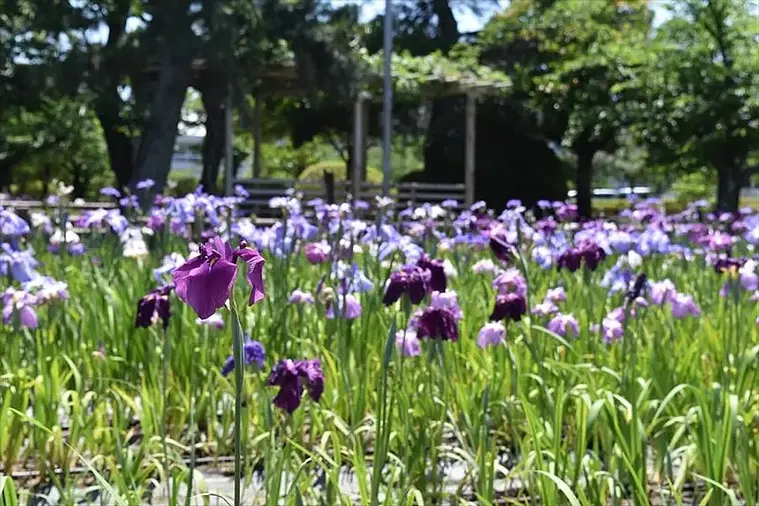 Flores de iris en el Parque Kyuka
