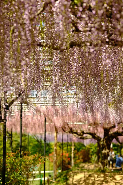 レッドヒルヒーサーの森の藤（6）