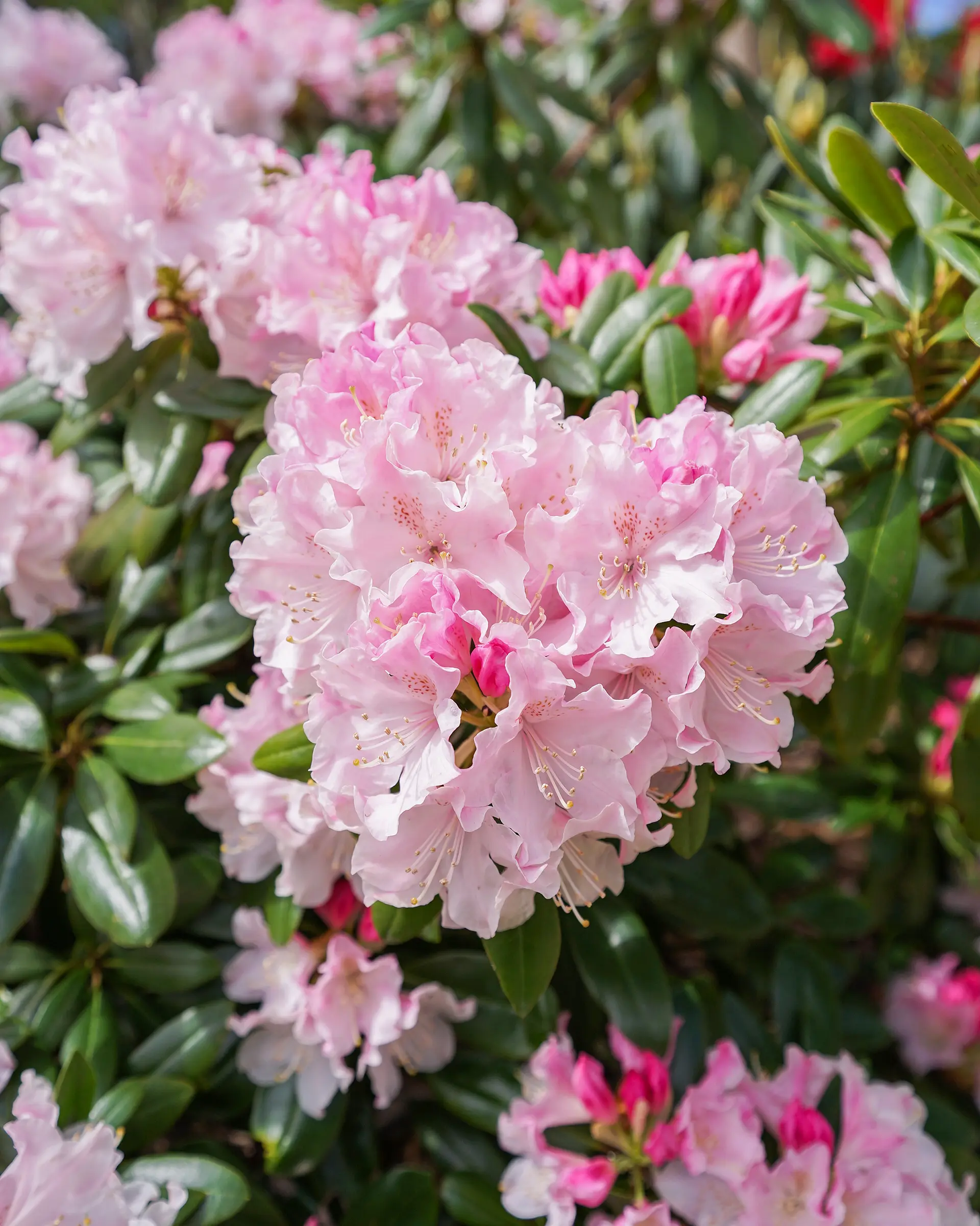 ハートのシャクナゲ