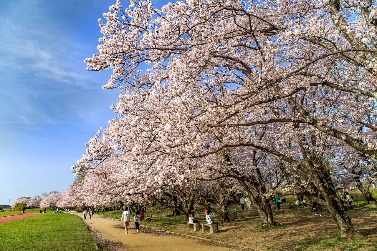 三重県の桜名所特集2026年版　人気の花見スポットや桜まつり、開花・見頃情報を紹介します🌸