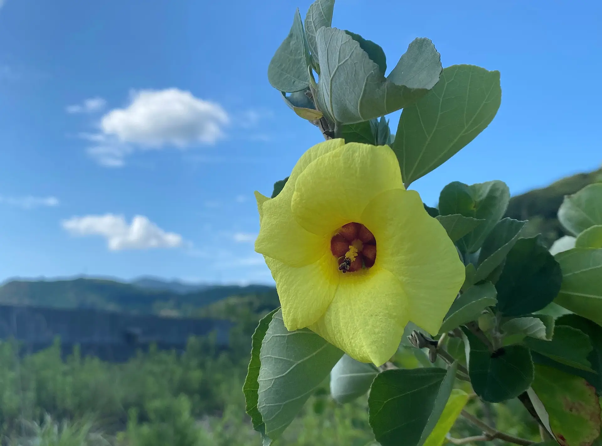 三重県のハマボウの名所
