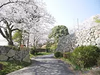 Cerezos en flor en las ruinas del castillo de Tamaru