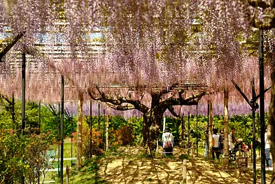 レッドヒルヒーサーの森の藤（7）