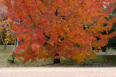 三重県民の森のフウの木（1）
