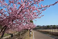 山﨑運動公園の河津桜