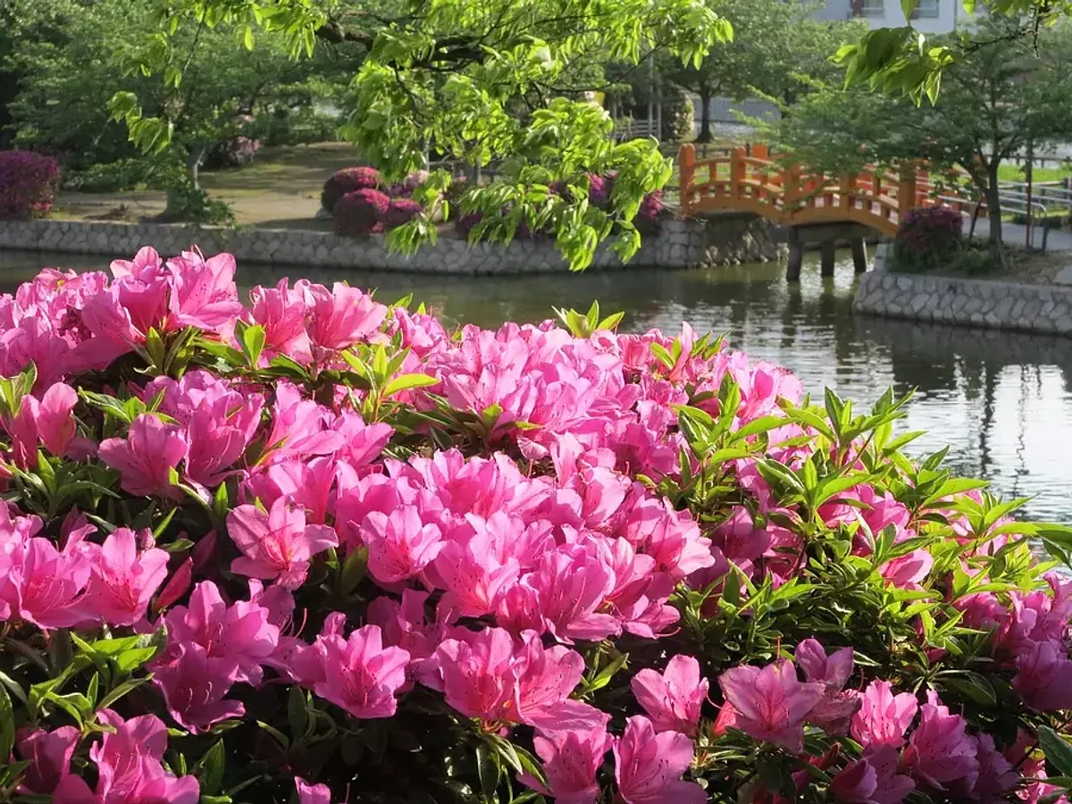 Azalea in KyukaPark