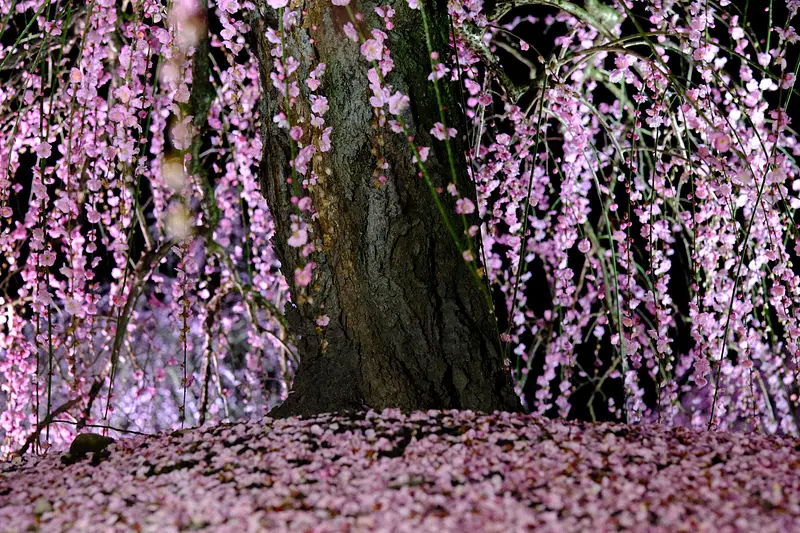 垂枝梅和梅花的地毯是这个时期独有的梅花绝景