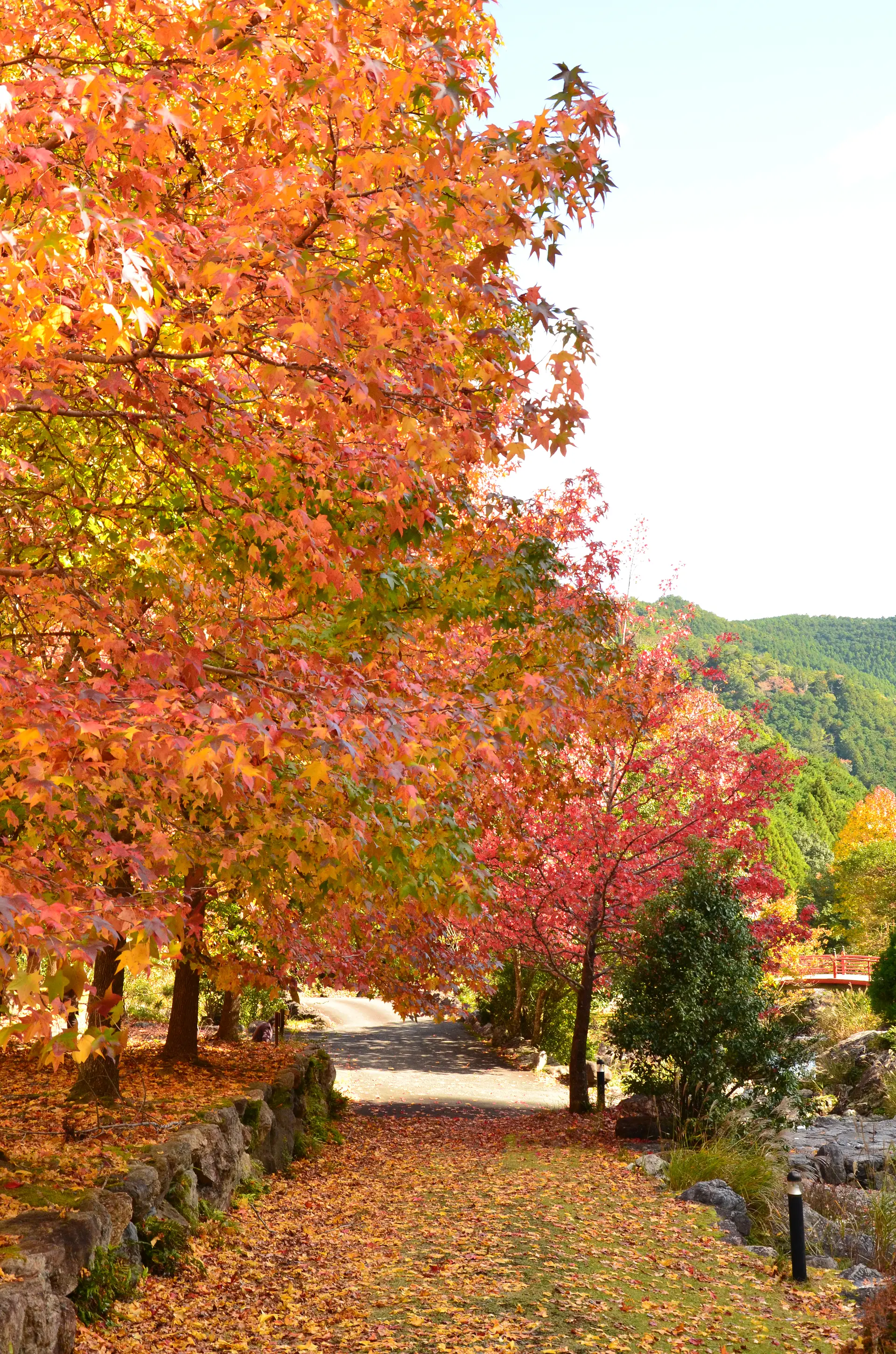 笠木渓谷の紅葉
