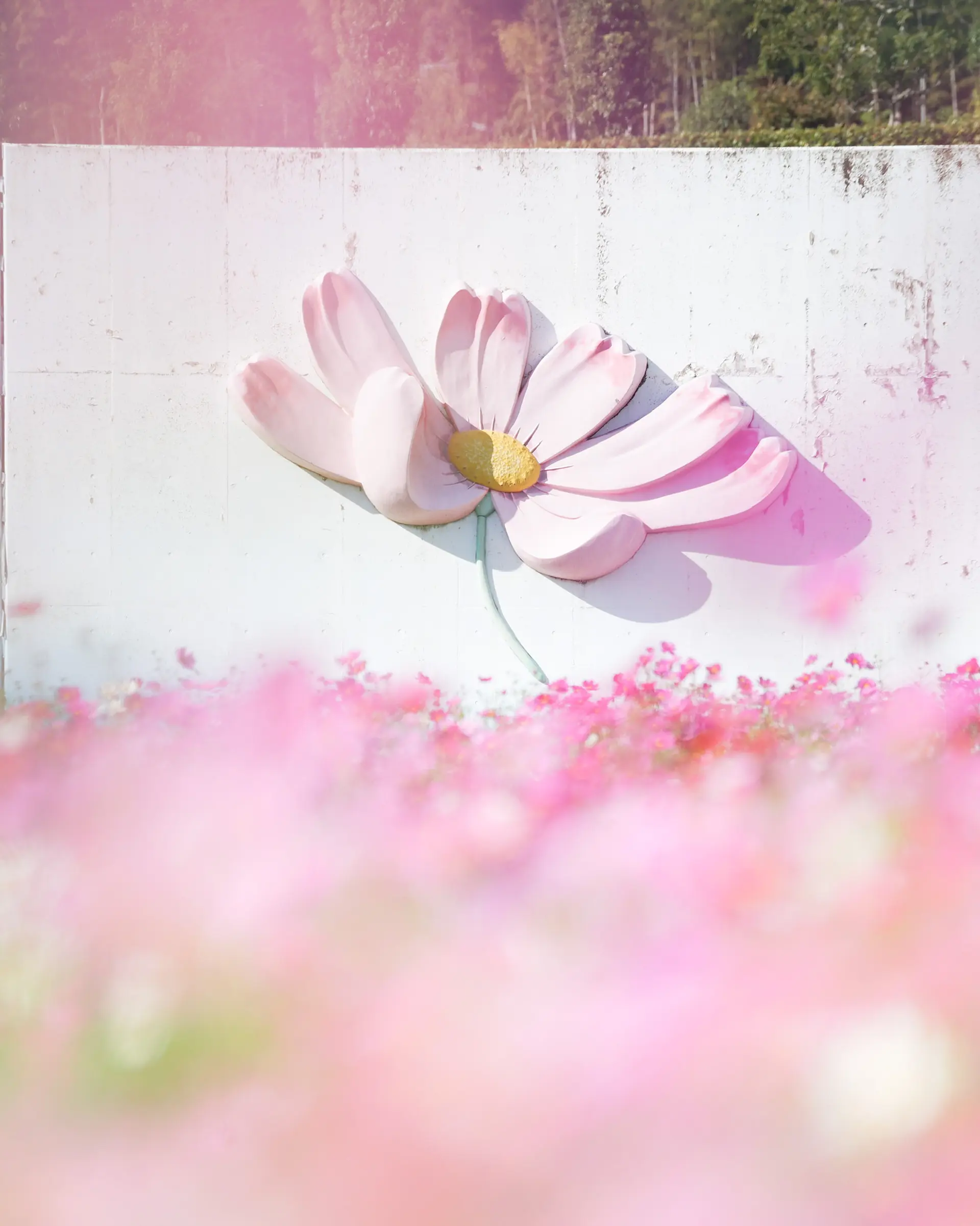 とことめの里コスモス畑