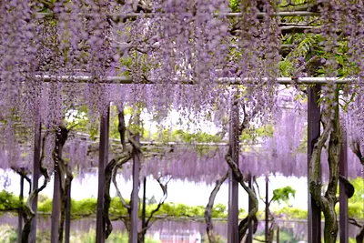 かざはやの里の藤（1）