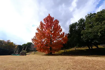 三重県民の森のフウの木（2）