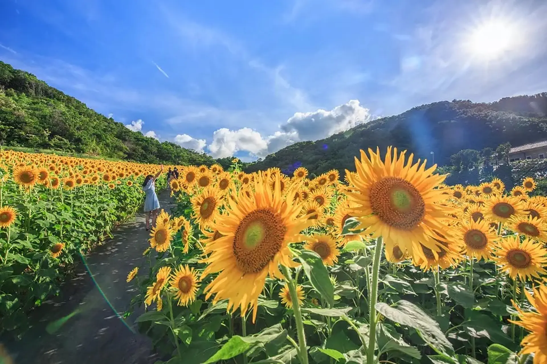 志摩市観光農園のひまわり畑